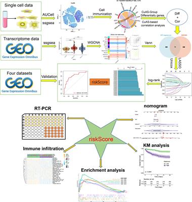 Identification and experimental validation of cuproptosis regulatory program in a sepsis immune microenvironment through a combination of single-cell and bulk RNA sequencing